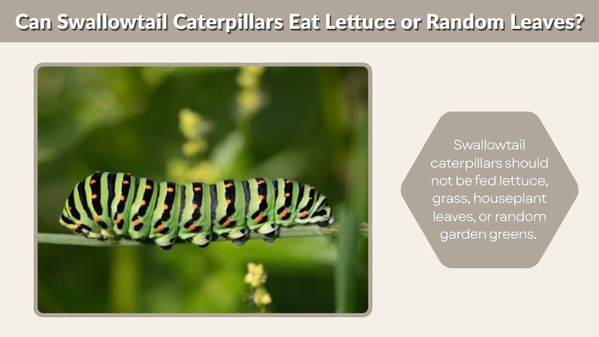 Can Swallowtail Caterpillars Eat Lettuce or Random Leaves?