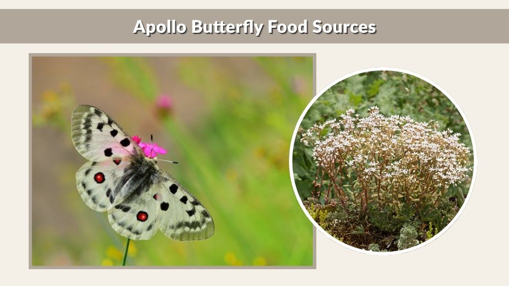 Apollo Butterfly Food Sources