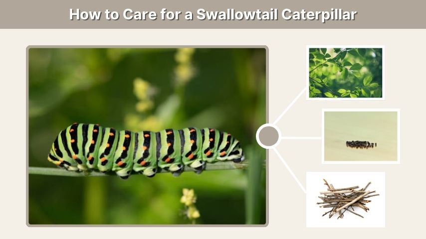 How to Care for a Swallowtail Caterpillar