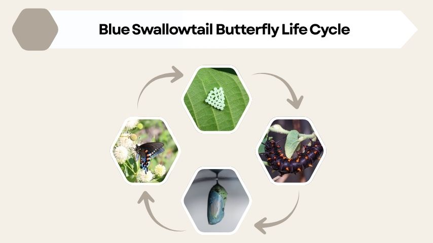 Blue Swallowtail Butterfly Life Cycle