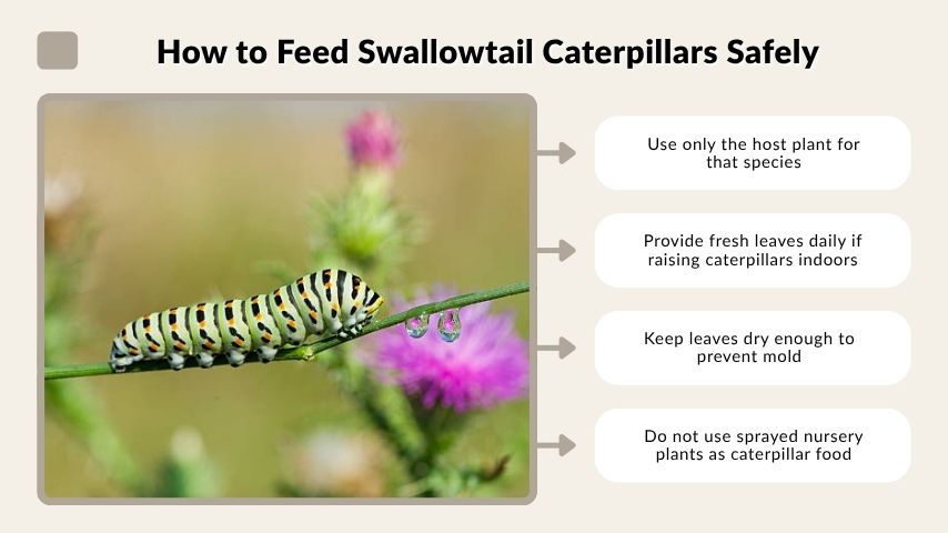 How to Feed Swallowtail Caterpillars Safely