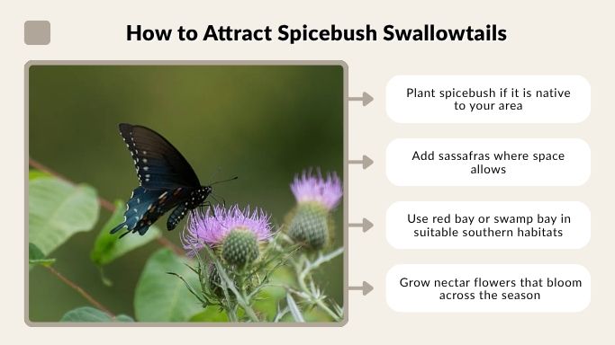 How to Attract Spicebush Swallowtails