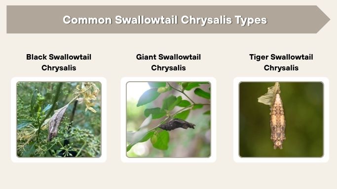 Common Swallowtail Chrysalis Types