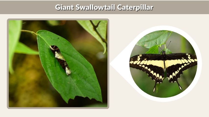Giant Swallowtail Caterpillar