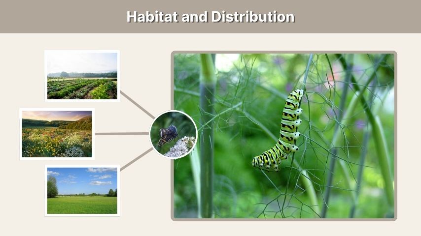 Habitat and Distribution