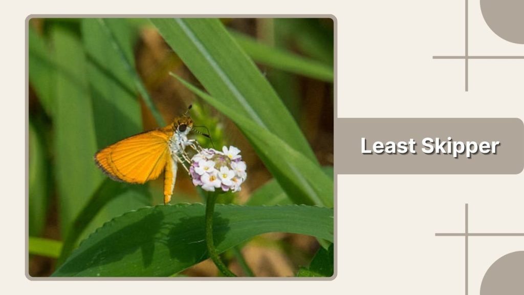 Least Skipper