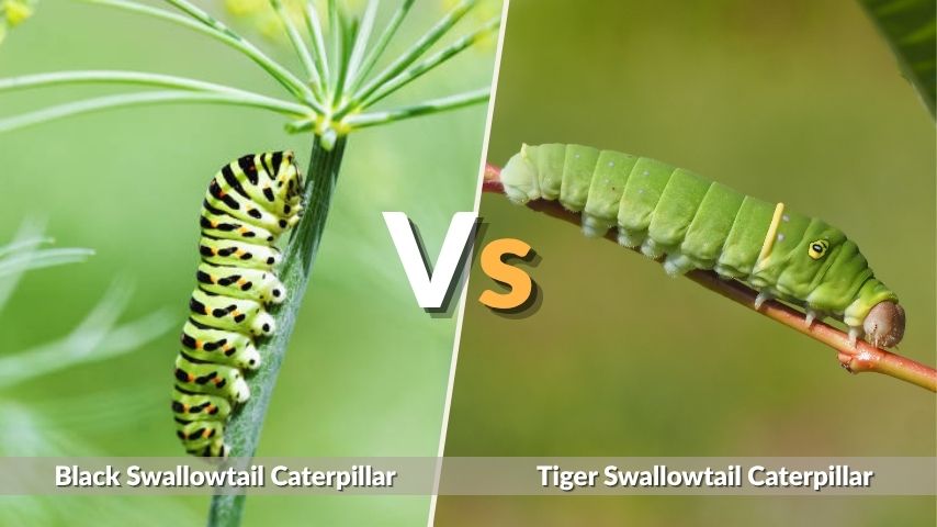 Black Swallowtail vs Tiger Swallowtail Caterpillar