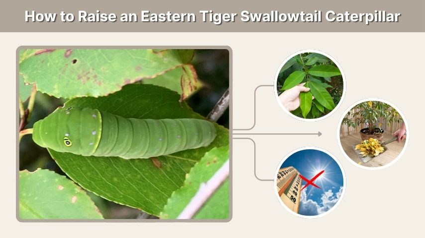 How to Raise an Eastern Tiger Swallowtail Caterpillar