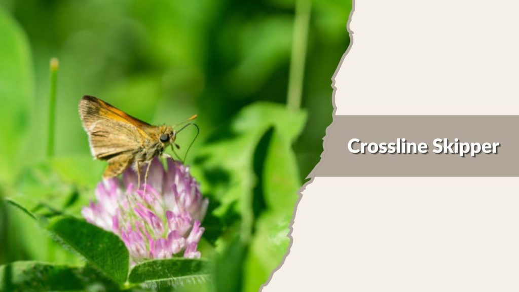 Crossline Skipper