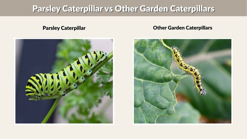 Parsley Caterpillar vs Other Garden Caterpillars