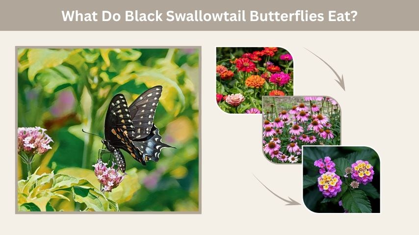 What Do Black Swallowtail Butterflies Eat?