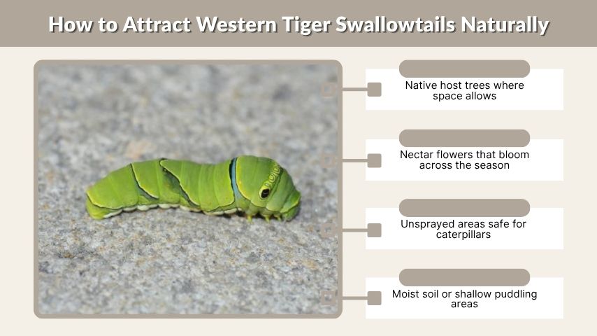 How to Attract Western Tiger Swallowtails Naturally