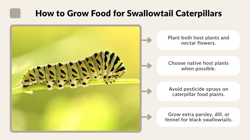 How to Grow Food for Swallowtail Caterpillars