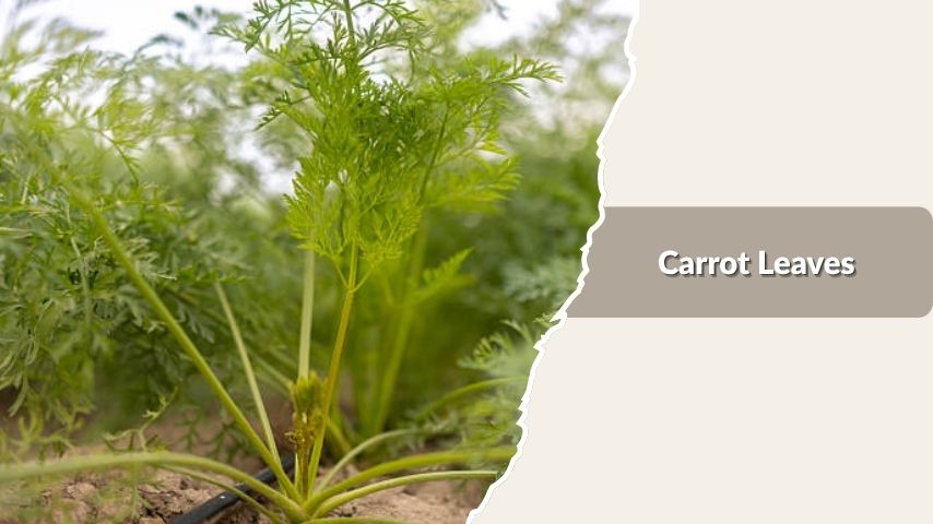  Carrot Leaves
