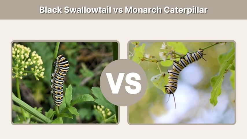 Black Swallowtail vs Monarch Caterpillar