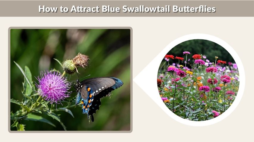 How to Attract Blue Swallowtail Butterflies