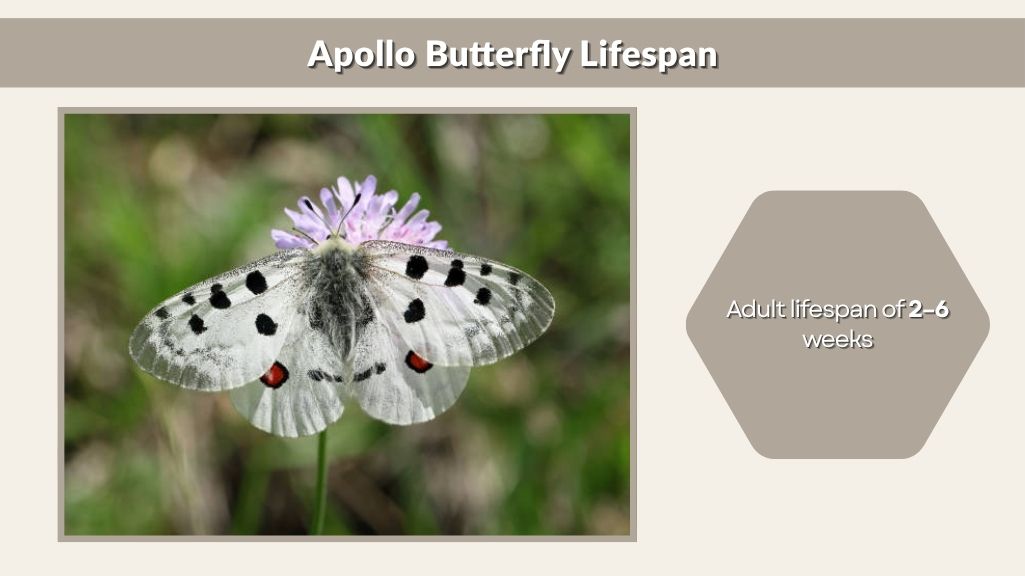 Apollo Butterfly Lifespan