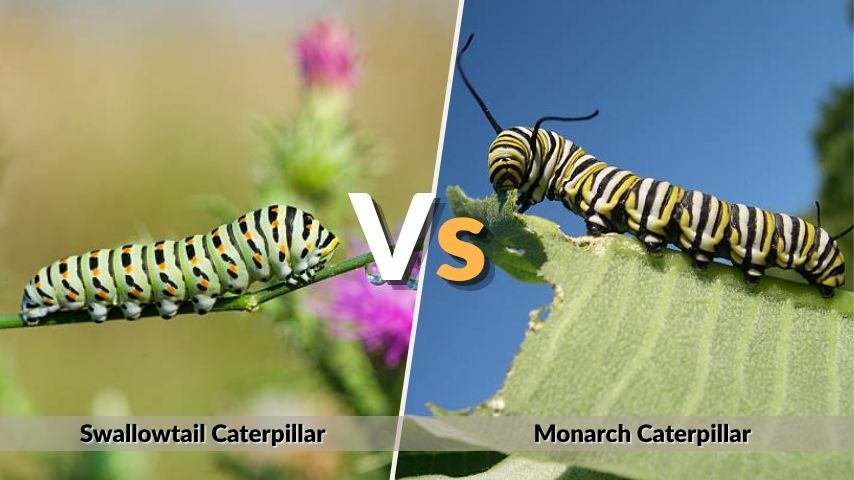 Swallowtail Caterpillar vs Monarch Caterpillar
