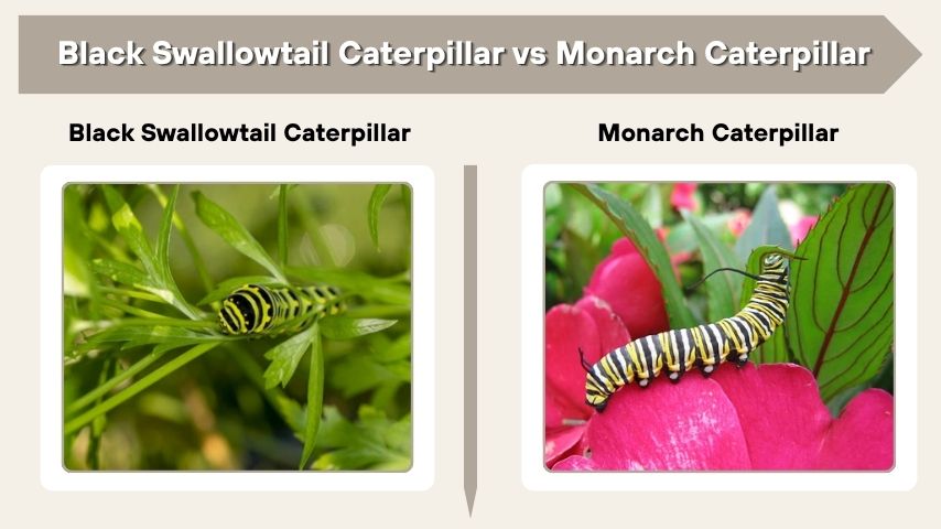 Black Swallowtail Caterpillar vs Monarch Caterpillar