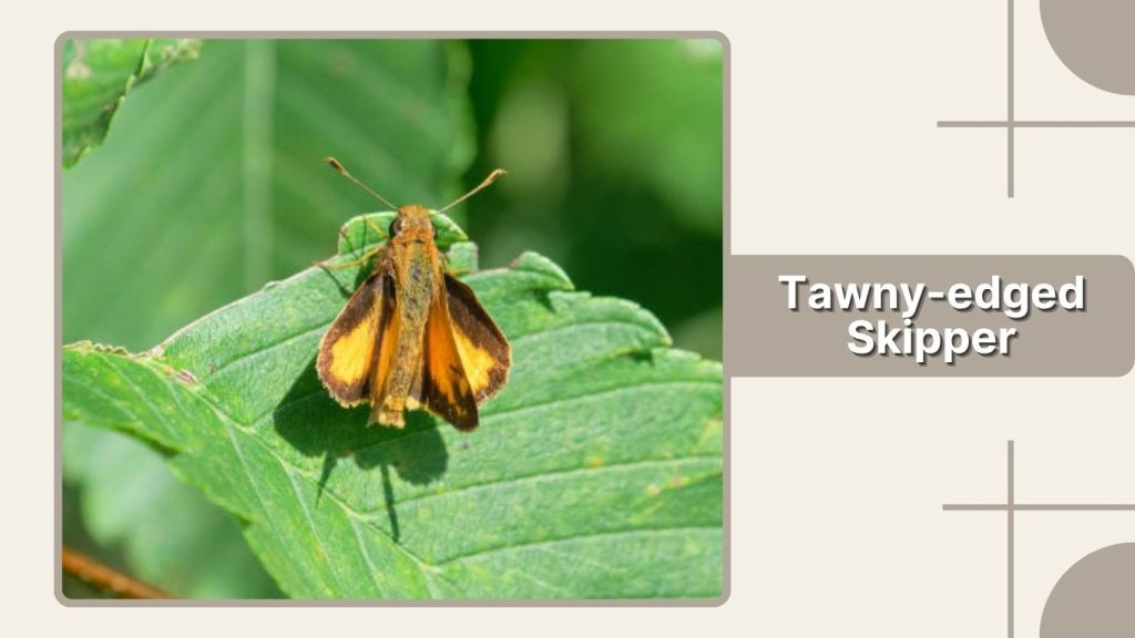 Tawny-edged Skipper