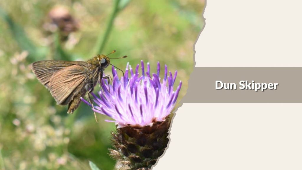 Dun Skipper