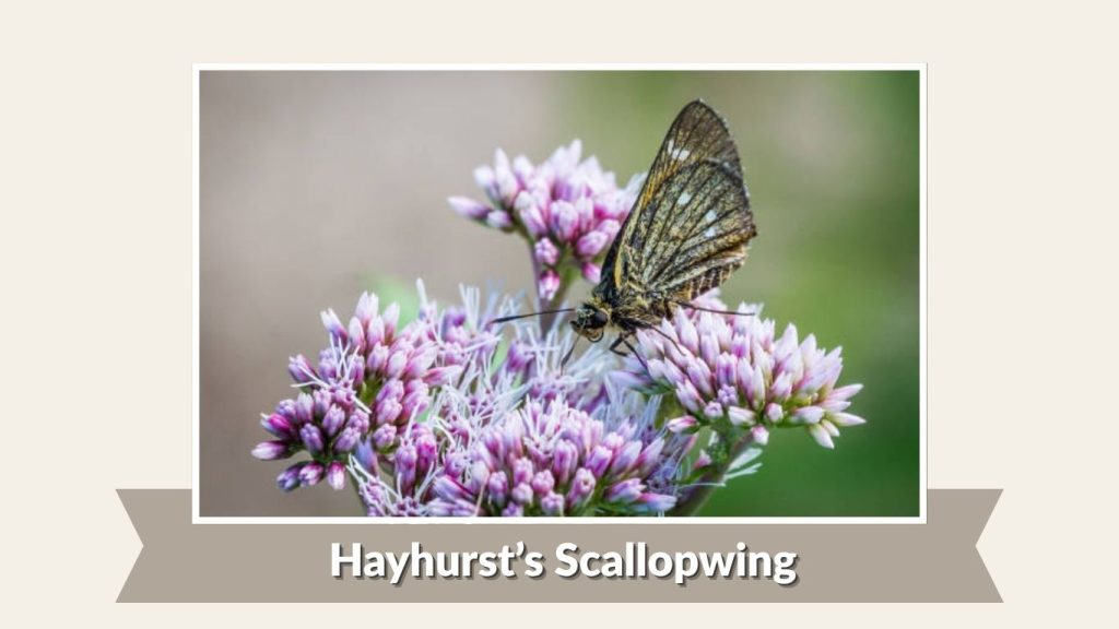 Hayhurst’s Scallopwing