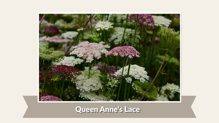 Queen Anne’s Lace