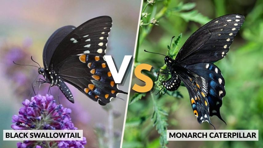 Black Swallowtail vs Similar Species