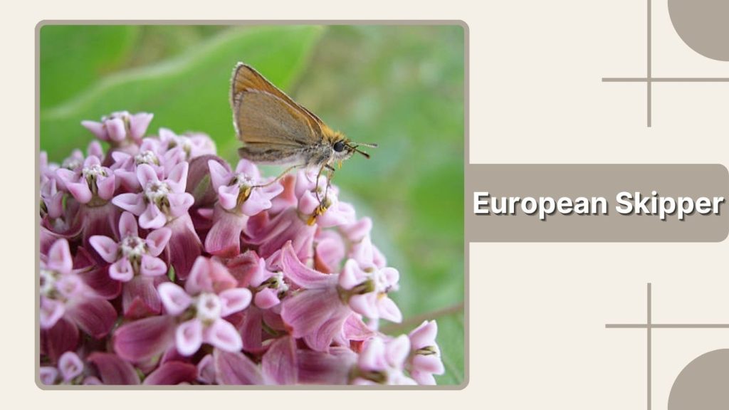 European Skipper