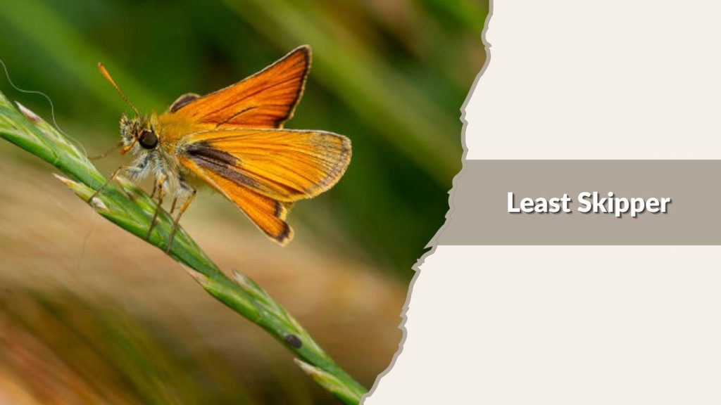Least Skipper