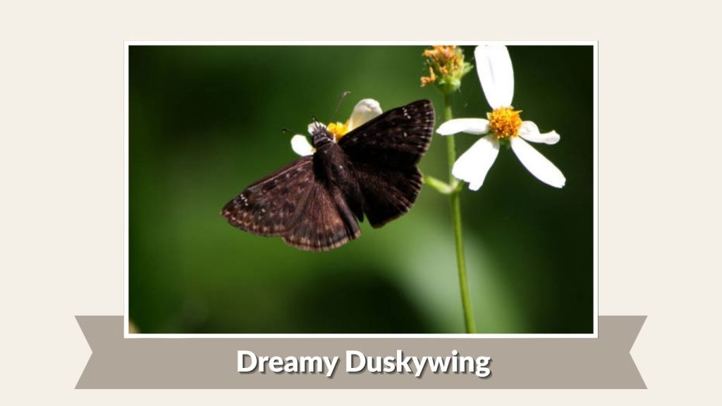 Dreamy Duskywing