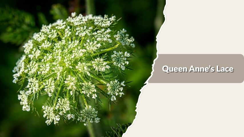 Queen Anne’s Lace