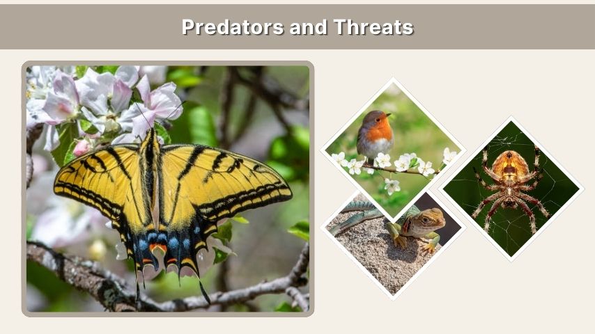Predators and Threats