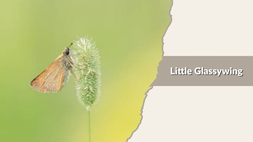 Little Glassywing
