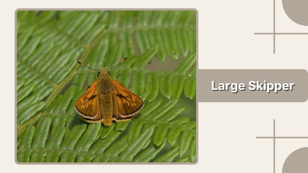 Large Skipper