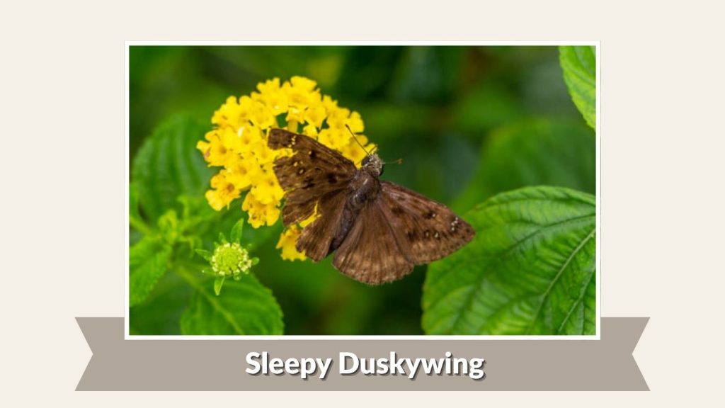 Sleepy Duskywing