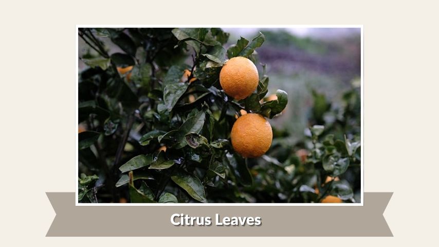 Citrus Leaves