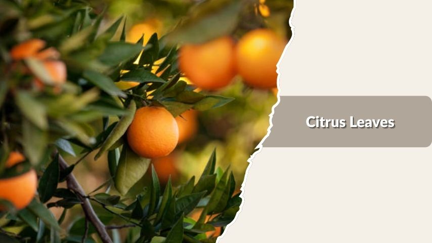 Citrus Leaves