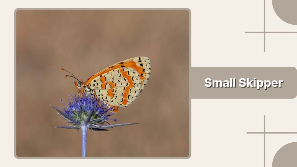 Small Skipper