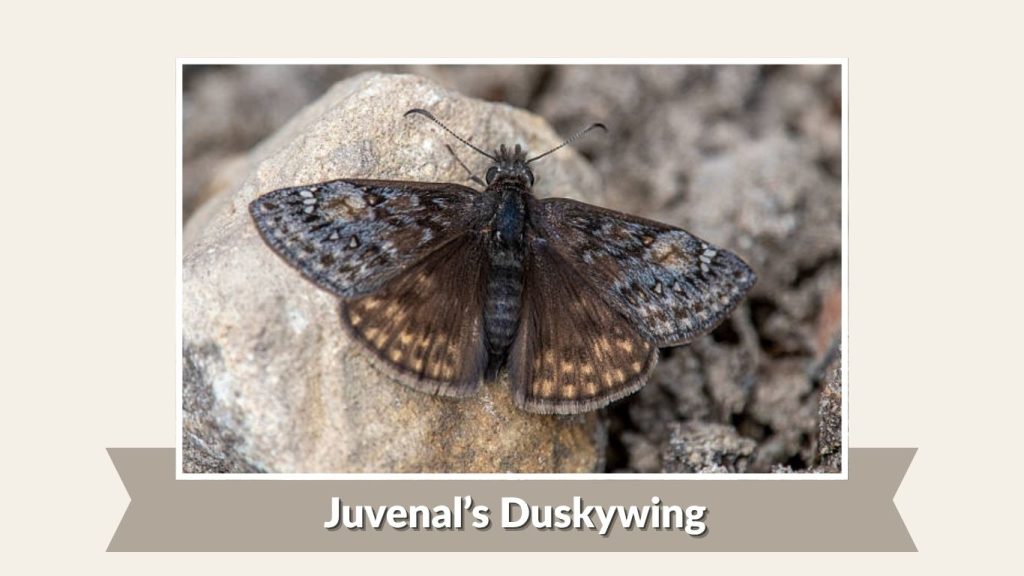 Juvenal’s Duskywing