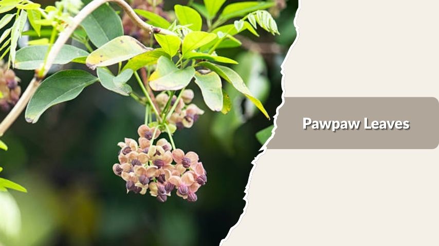 Pawpaw Leaves