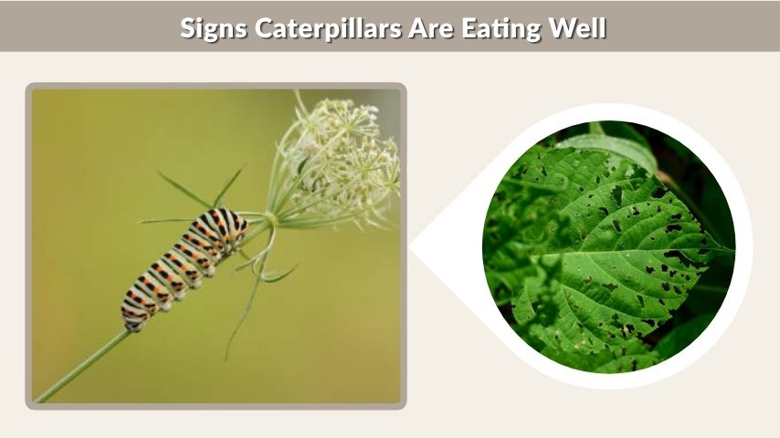 Signs Caterpillars Are Eating Well