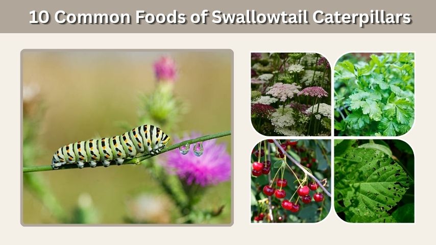 10 Common Foods of Swallowtail Caterpillars