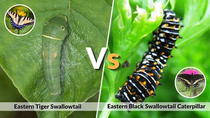 Eastern Tiger Swallowtail vs Eastern Black Swallowtail Caterpillar