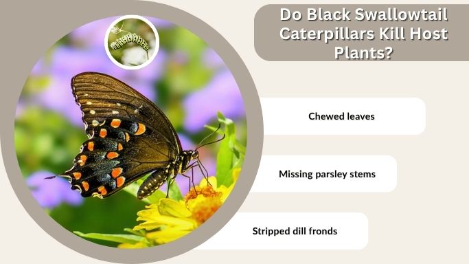 Do Black Swallowtail Caterpillars Kill Host Plants?