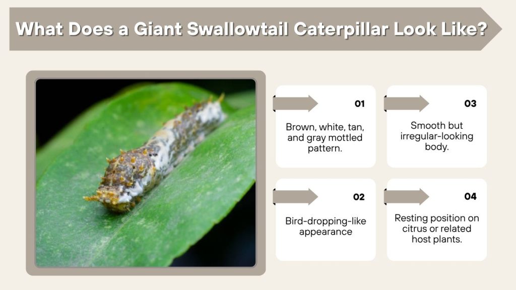 What Does a Giant Swallowtail Caterpillar Look Like?
