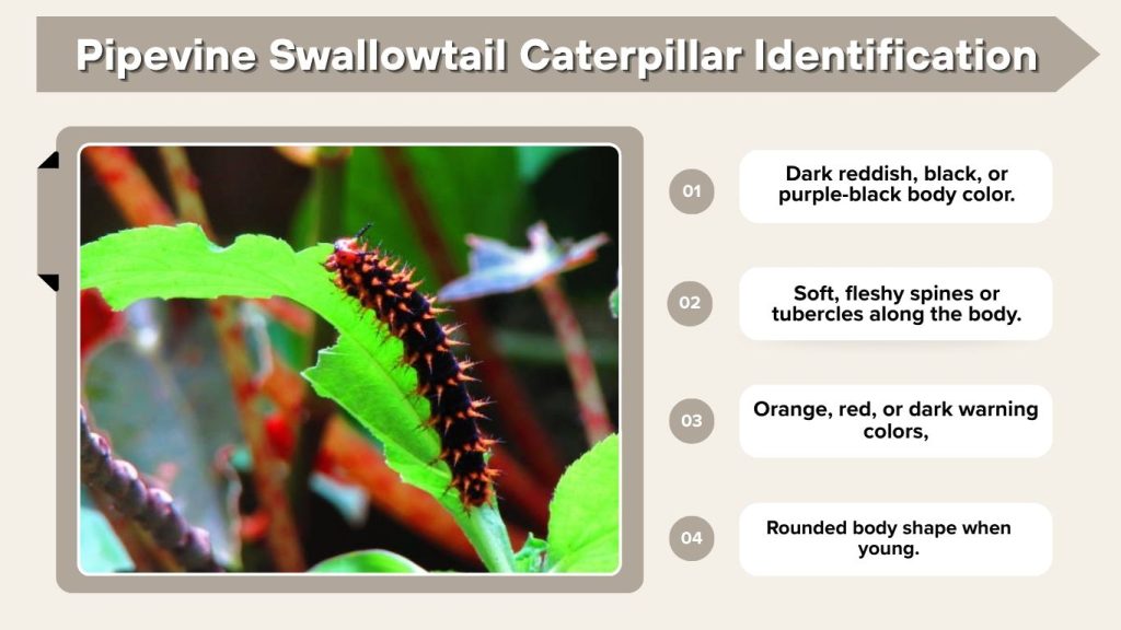 Pipevine Swallowtail Caterpillar Identification