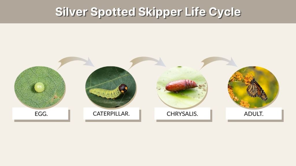 Silver Spotted Skipper Life Cycle