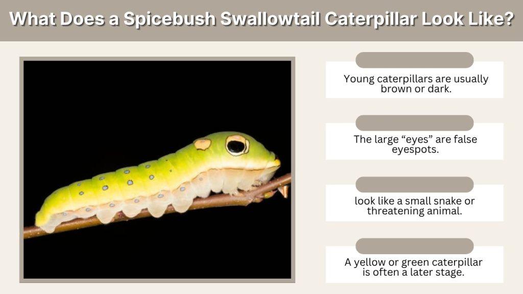 What Does a Spicebush Swallowtail Caterpillar Look Like?