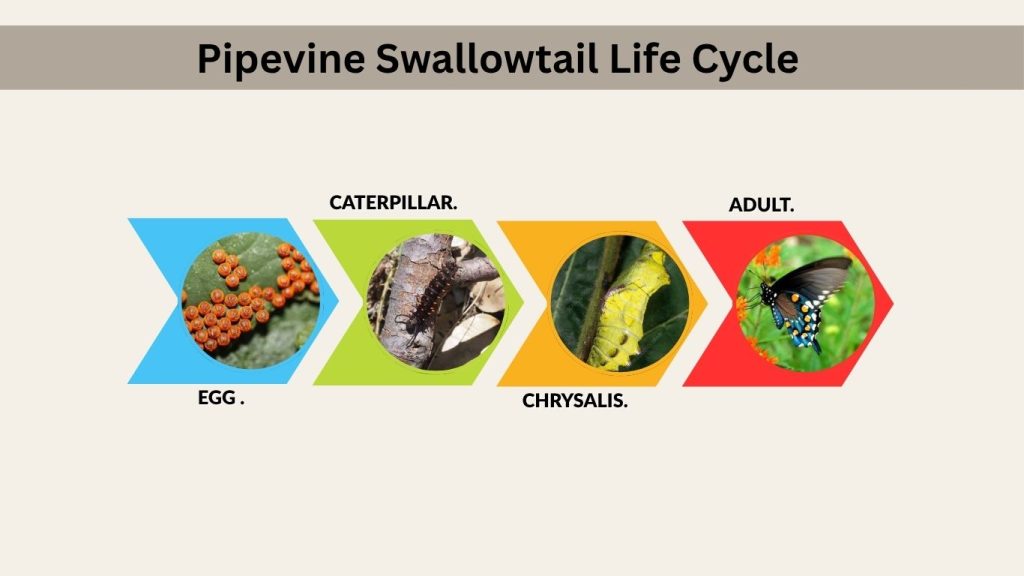 Pipevine Swallowtail Life Cycle